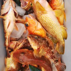 第二龍勢丸 釣果