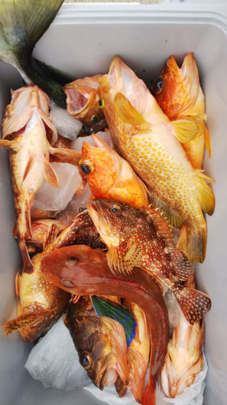 第二龍勢丸 釣果