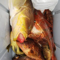 第二龍勢丸 釣果