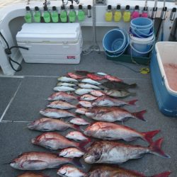 ARCADIAⅡ (アルカディアⅡ) 釣果