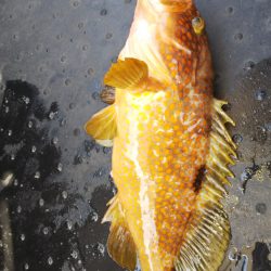 第二龍勢丸 釣果