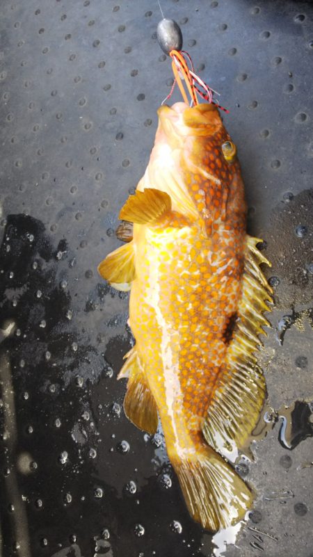 第二龍勢丸 釣果