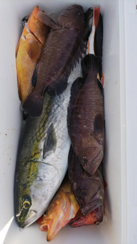 第二龍勢丸 釣果