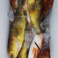 第二龍勢丸 釣果