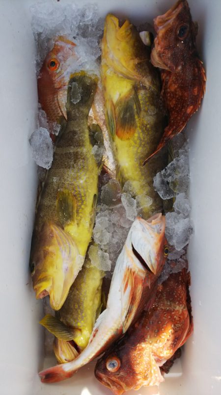 第二龍勢丸 釣果