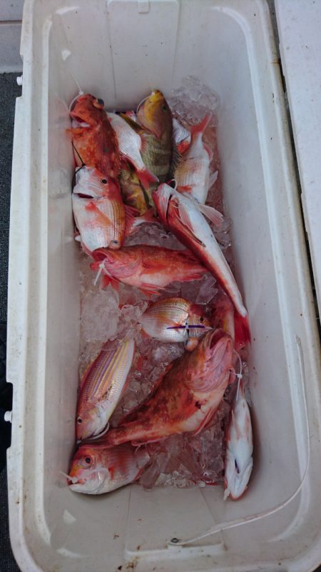 ARCADIAⅡ (アルカディアⅡ) 釣果