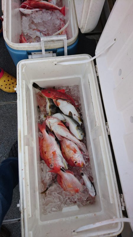 ARCADIAⅡ (アルカディアⅡ) 釣果