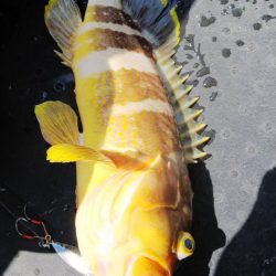 第二龍勢丸 釣果