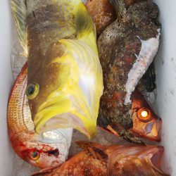 第二龍勢丸 釣果