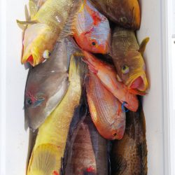 第二龍勢丸 釣果