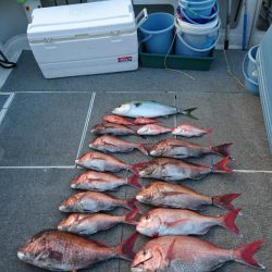 ARCADIAⅡ （アルカディアⅡ） 釣果