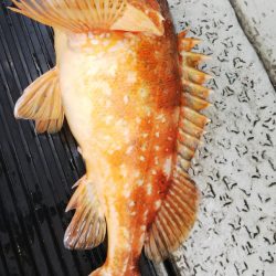 第二龍勢丸 釣果