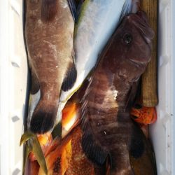 第二龍勢丸 釣果