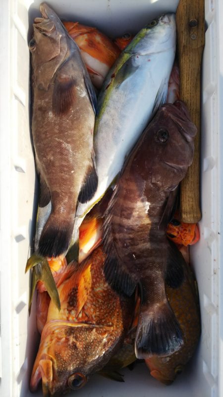 第二龍勢丸 釣果