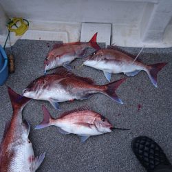 ARCADIAⅡ （アルカディアⅡ） 釣果