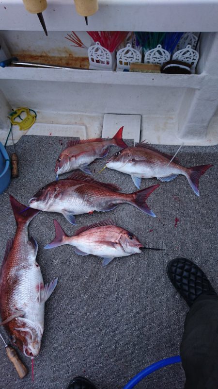 ARCADIAⅡ （アルカディアⅡ） 釣果