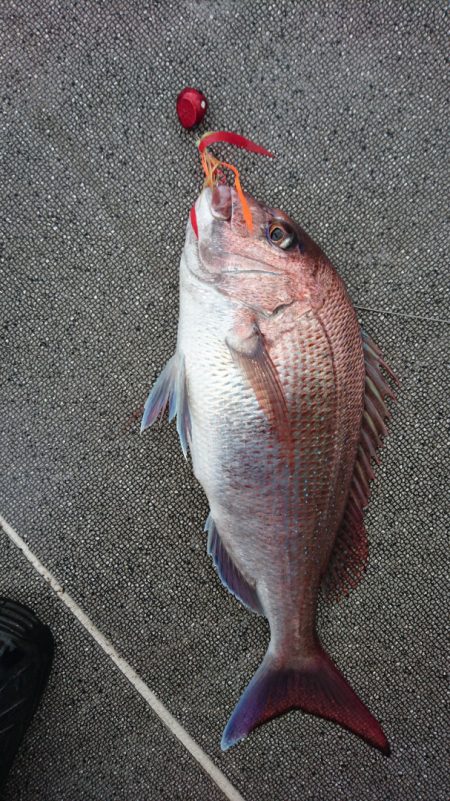 ARCADIAⅡ （アルカディアⅡ） 釣果…