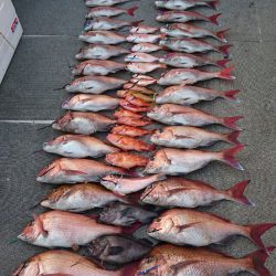 ARCADIAⅡ (アルカディアⅡ) 釣果