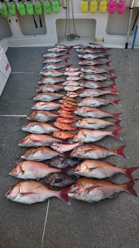 ARCADIAⅡ (アルカディアⅡ) 釣果