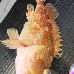 第二龍勢丸 釣果