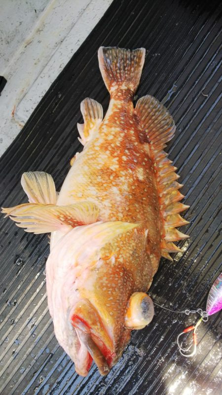 第二龍勢丸 釣果