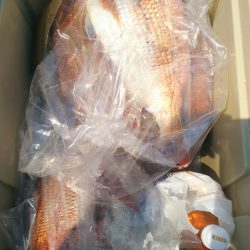 ブルドック 釣果