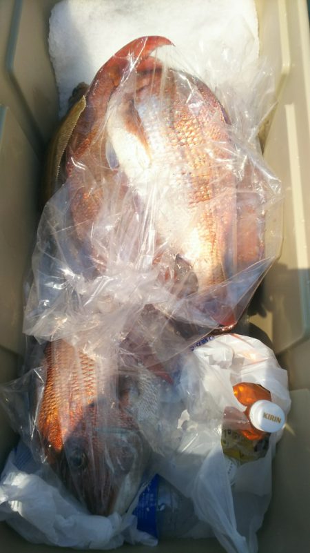 ブルドック 釣果