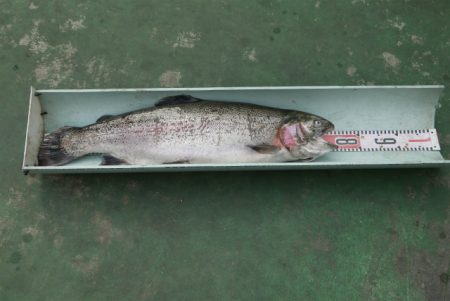 としまえんフィッシングエリア 釣果