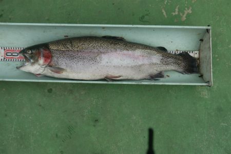 としまえんフィッシングエリア 釣果