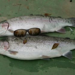 としまえんフィッシングエリア 釣果