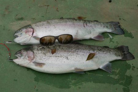 としまえんフィッシングエリア 釣果