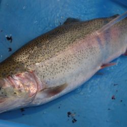 としまえんフィッシングエリア 釣果