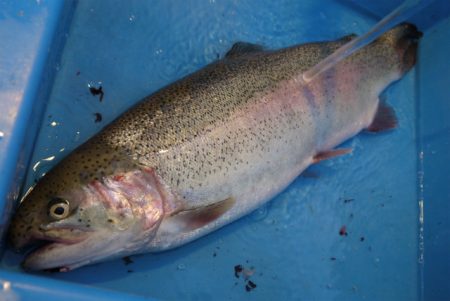 としまえんフィッシングエリア 釣果