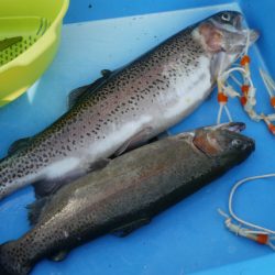 としまえんフィッシングエリア 釣果