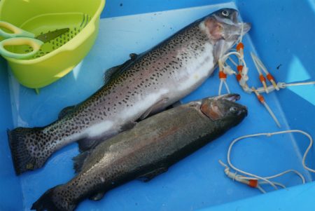 としまえんフィッシングエリア 釣果