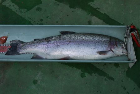 としまえんフィッシングエリア 釣果