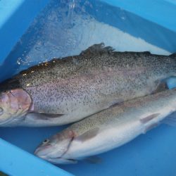 としまえんフィッシングエリア 釣果