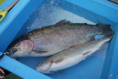 としまえんフィッシングエリア 釣果