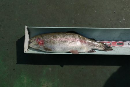 としまえんフィッシングエリア 釣果