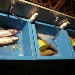 としまえんフィッシングエリア 釣果