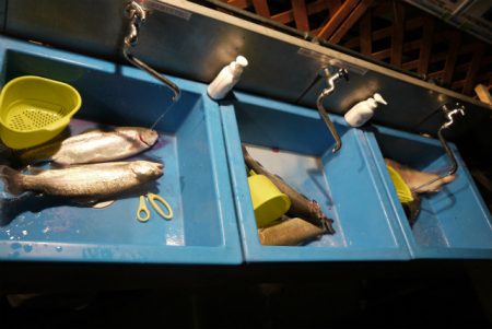 としまえんフィッシングエリア 釣果