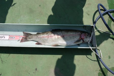 としまえんフィッシングエリア 釣果