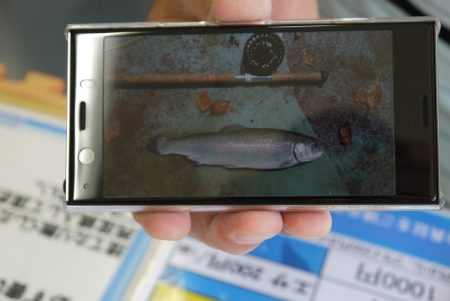 としまえんフィッシングエリア 釣果
