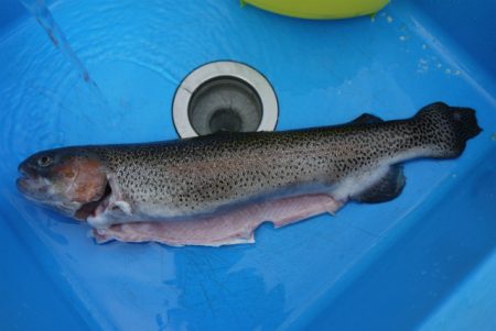 としまえんフィッシングエリア 釣果