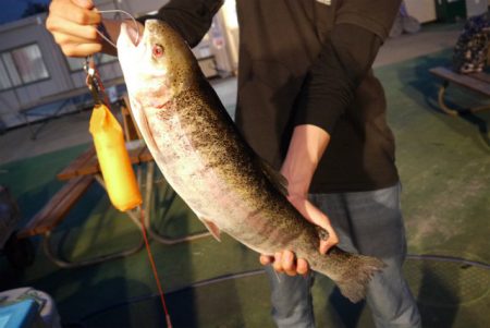 としまえんフィッシングエリア 釣果