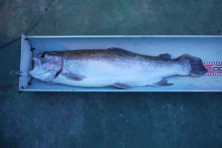 としまえんフィッシングエリア 釣果