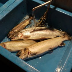 としまえんフィッシングエリア 釣果