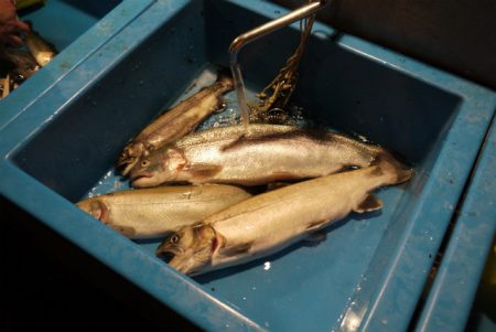 としまえんフィッシングエリア 釣果