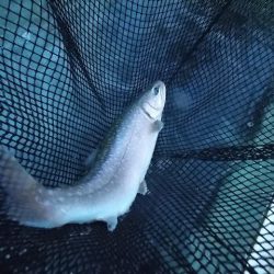 平谷湖フィッシングスポット 釣果