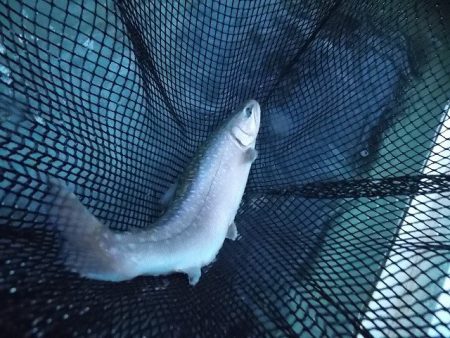 平谷湖フィッシングスポット 釣果